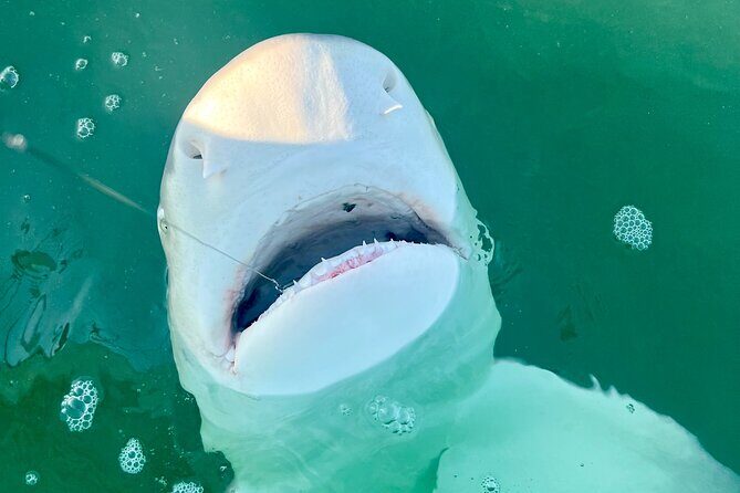 Backcountry Half Day Fishing Key West - Weather, timing, and planning ahead in Key West