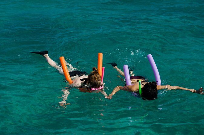 Champagne Dolphin Sail and Reef Snorkel - Dolphin cruising: spotting babies takes patience and distance