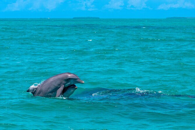 Champagne Dolphin Sail and Reef Snorkel - Weather and timing: plan for the ocean’s mood