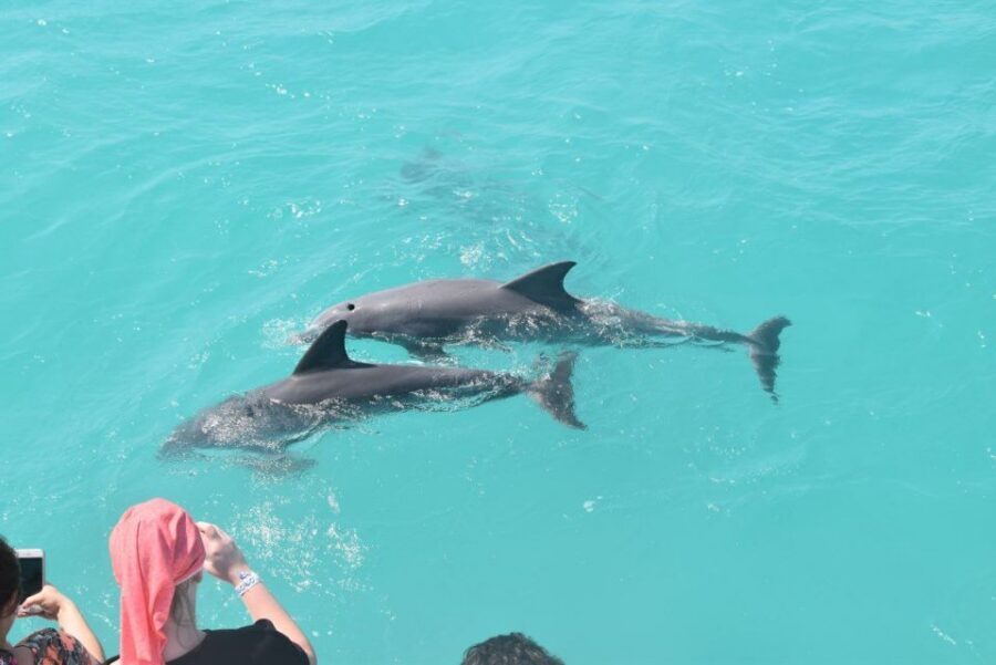 From Key West: Dolphin Watching Tour with Lunch & Drinks - Should You Book This Key West Dolphin Watching Tour?