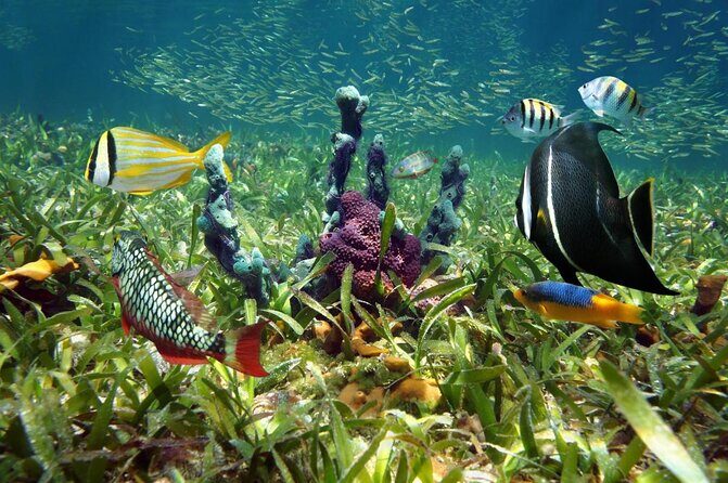 Key West 2 Reef Snorkel Tour & Sunset Cruise with Beer & Wine - Key points before you go