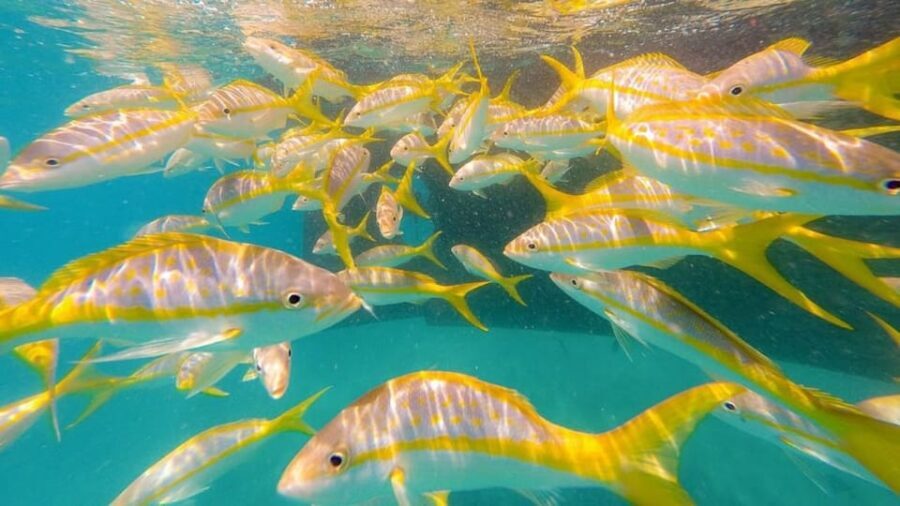 Key West: 3-Hour Morning Reef Snorkel with Lunch and Mimosas - Entering The Florida Keys Reef: What the Morning Snorkel Feels Like