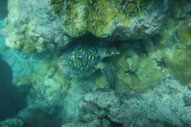 Key West Afternoon Reef Snorkeling with Open Bar - Weather and crowding: the two variables you can’t fully control