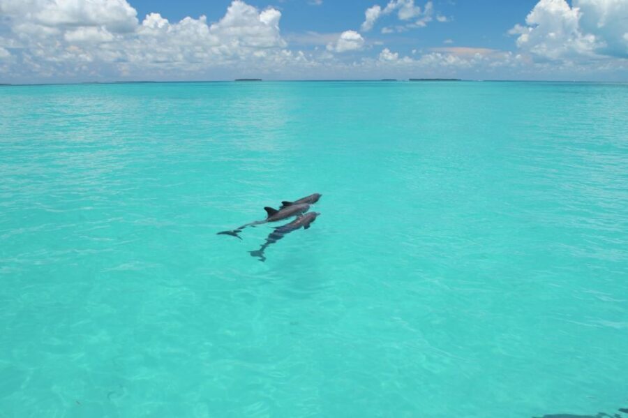 Key West: Dolphin Watching and Snorkeling Eco Cruise Tour - Meeting at Fury and making sense of parking and check-in