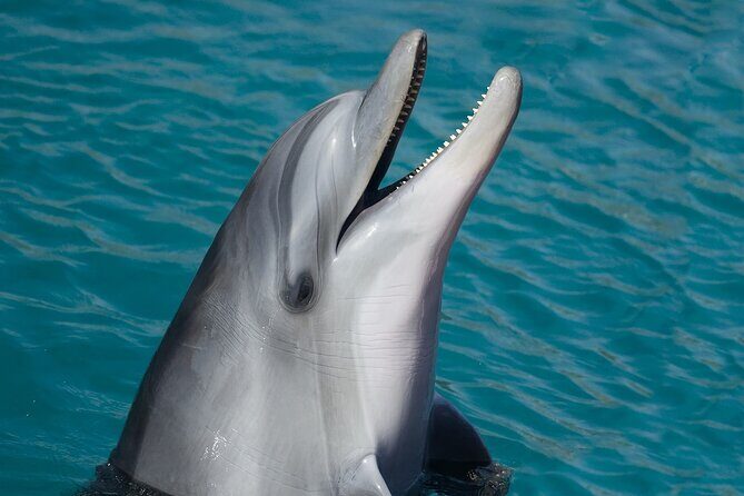 Key West: Dolphin Watching cruise & Snorkeling unlimited beer & soda - What Those Harbor Landmarks Add to the Sail