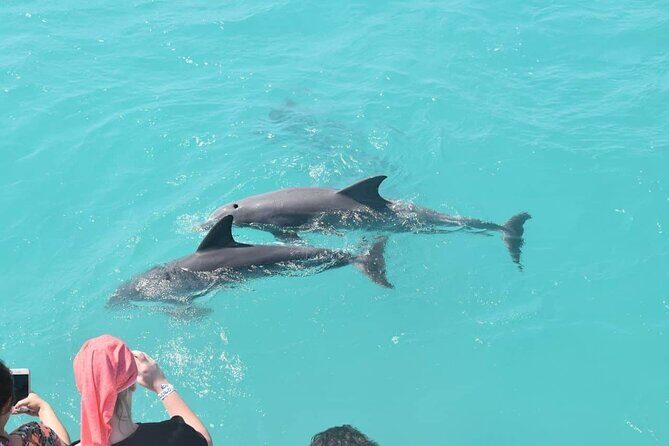 Key West: Dolphin Watching cruise & Snorkeling unlimited beer & soda - Dolphin Watching That’s Close Without Breaking the Rules
