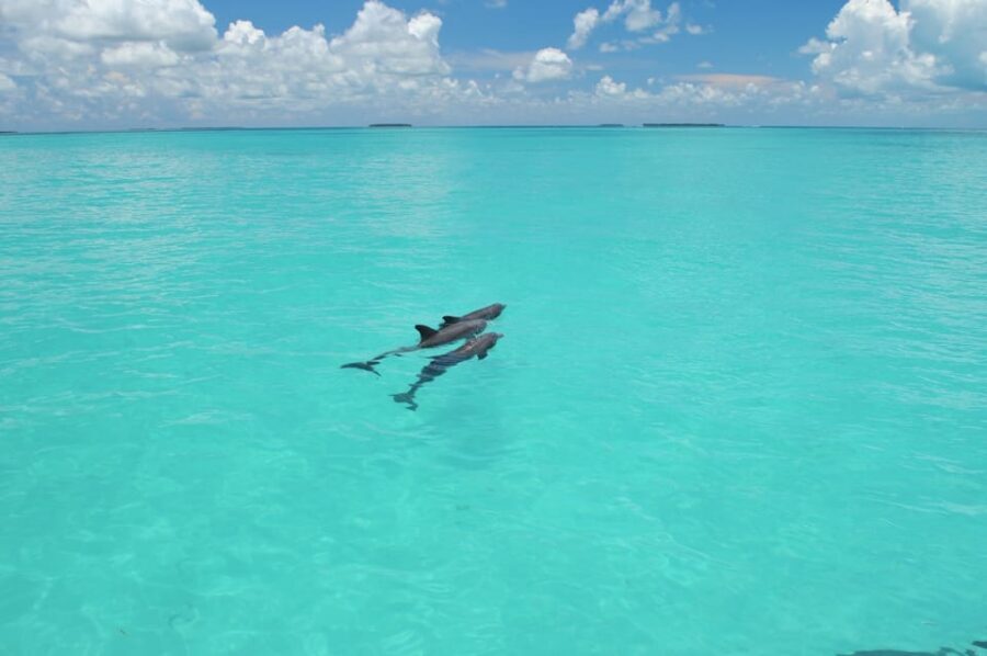 Key West: Glass Bottom Boat Reef Tour with Sunset Option - Who This Tour Fits Best (and Who Might Skip It)