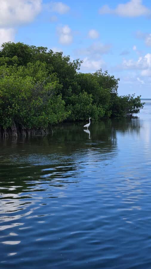 Key West: Mangrove Kayak or SUP Eco Tour - Entering the Mangrove Maze in Key West (2 Hours on the Water)