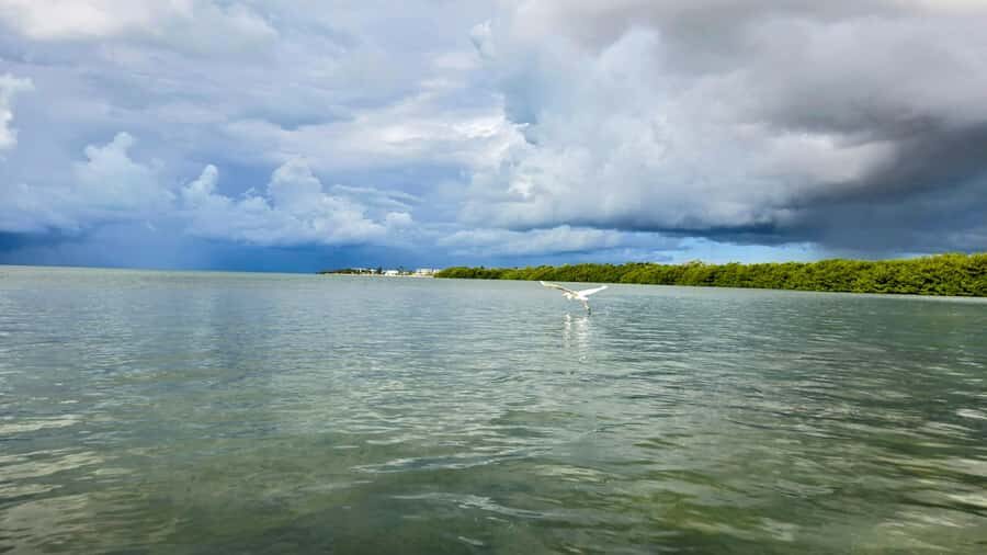 Key West: Mangrove Kayak or SUP Eco Tour - Price and Value: What $140 per Group Buys You