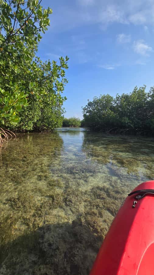 Key West: Mangrove Kayak or SUP Eco Tour - Who This Mangrove Tour Is Best For (And Who Should Skip It)