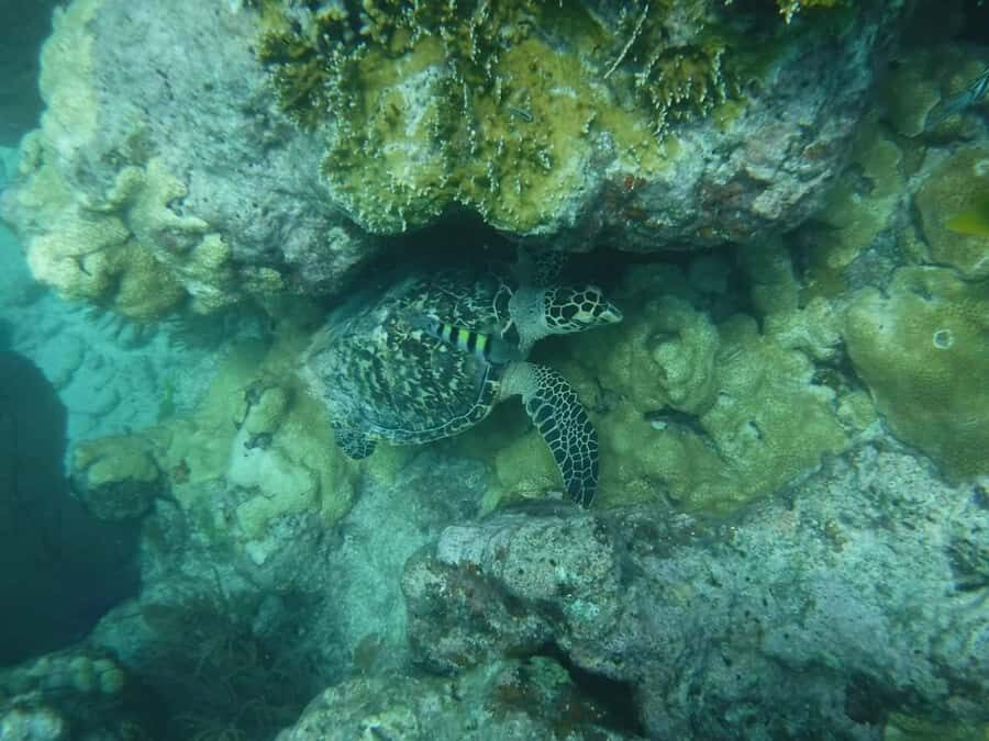 Key West: Reef Snorkel Morning Tour with Breakfast & Mimosas - Practical tips so you enjoy the full 3 hours