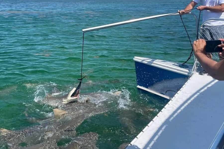 Key West: Shark and Wildlife Viewing Catamaran Tour - Tiger Cat comfort and what 2 hours really feels like