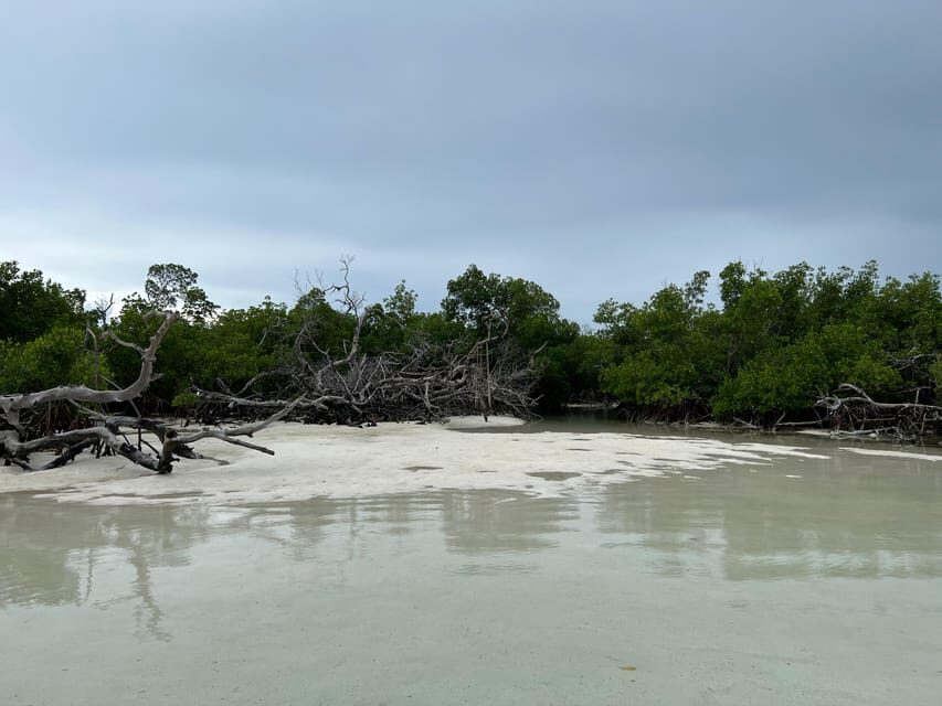Private Sandbar Adventure in the Key West Backcountry - Wildlife Spotting: What You Can Expect (and What You Shouldn’t Force)