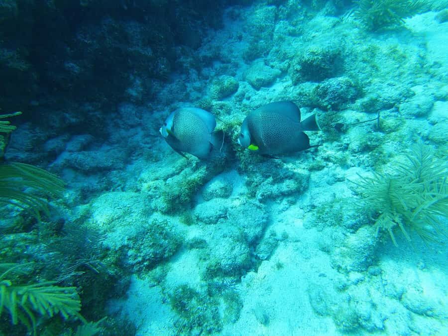 Southpoint Divers: Afternoon Reef Dive Trip - Mark 32 Fingers and Nine Foot Stake: reef structure that helps new divers feel at home