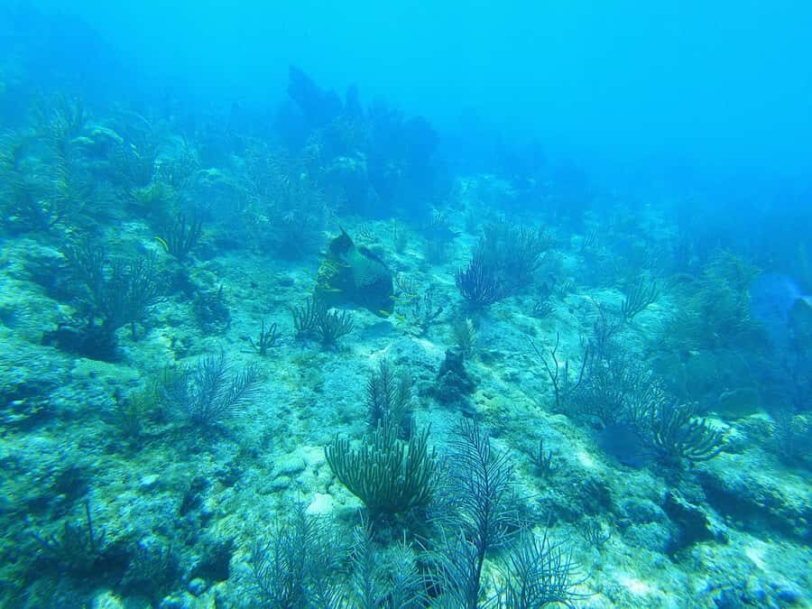 Southpoint Divers: Afternoon Reef Dive Trip - Captain-picked visibility: why conditions matter more than you think