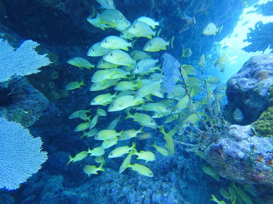 Southpoint Divers: Afternoon Reef Dive Trip - Snorkelers and riders are welcome: how to plan a family reef day