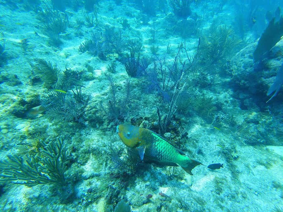 Southpoint Divers: Afternoon Reef Dive Trip - What’s included, what’s optional, and how to avoid surprise costs