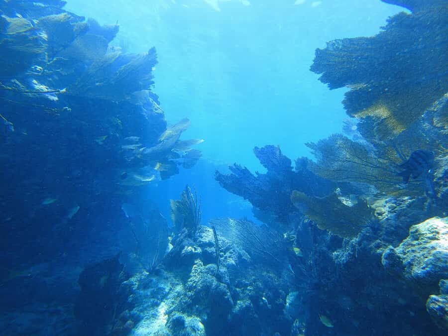 Southpoint Divers: Afternoon Reef Dive Trip - Gear and what to bring: the list that actually matters