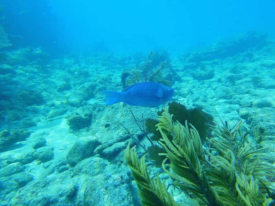 Southpoint Divers: Afternoon Reef Dive Trip - Meeting at 606 Front St: what the morning of your afternoon usually feels like