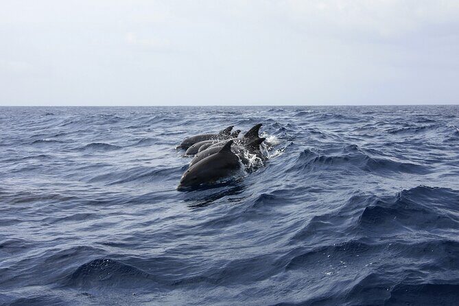 Ultimate Key West Day: Dolphin & Snorkel Combo with Sunset Sail - Sunset Dinner Cruise: Live Music, Open Bar, and a Dinner Scene